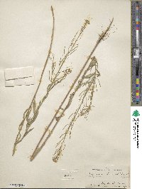 Erysimum cheiranthoides image