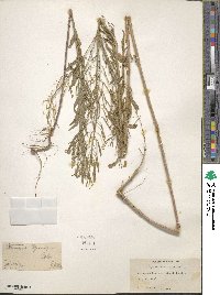 Erysimum cheiranthoides image