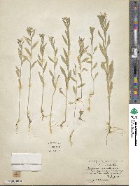 Erysimum cheiranthoides image