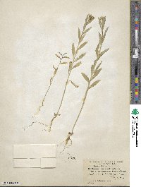 Erysimum cheiranthoides image
