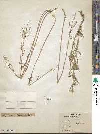 Erysimum cheiranthoides image