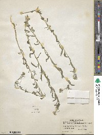 Erysimum cheiranthoides image