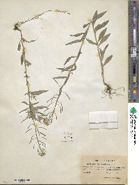 Erysimum cheiranthoides image