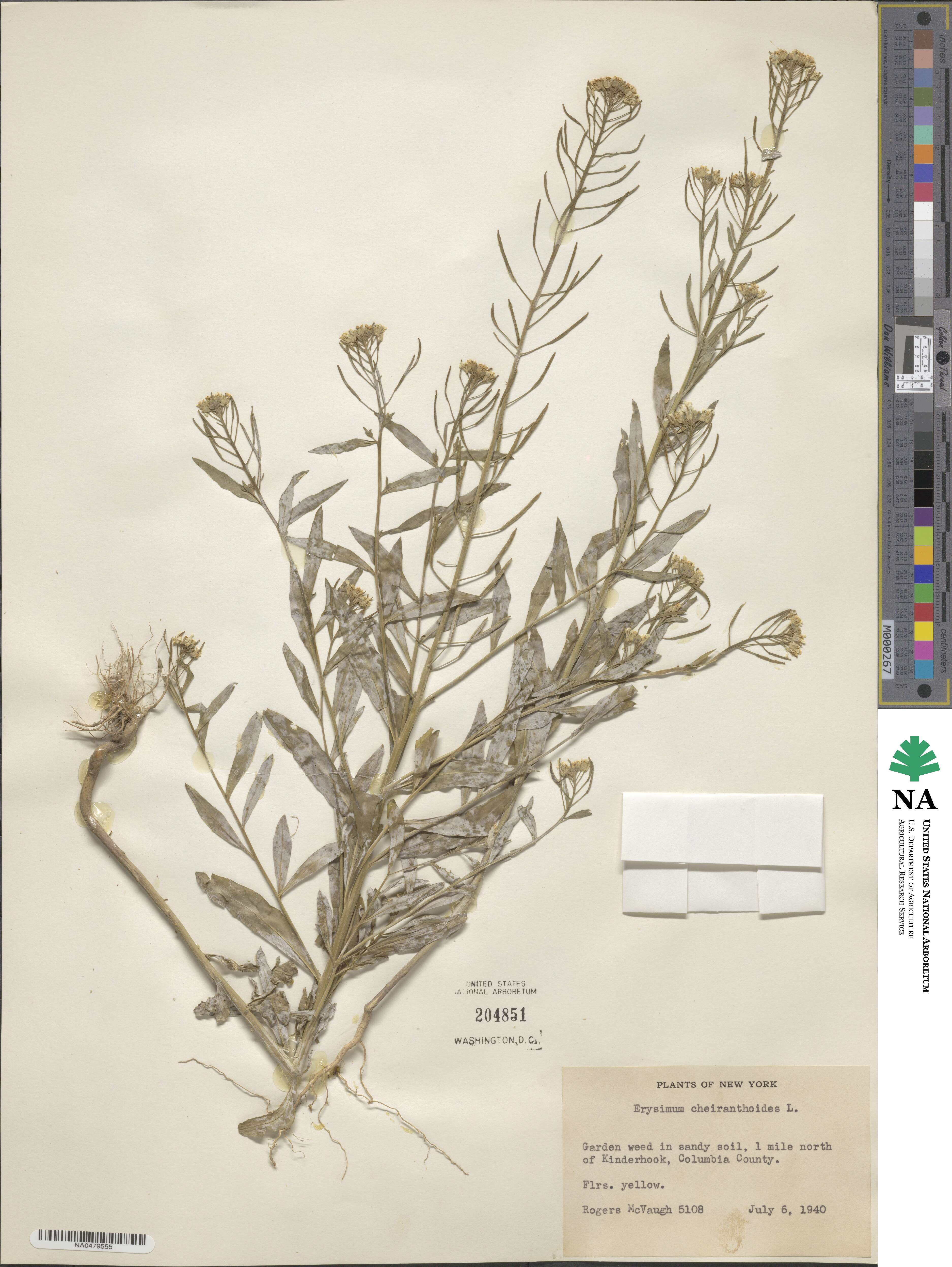 Erysimum cheiranthoides image