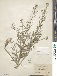 Erysimum cheiranthoides image