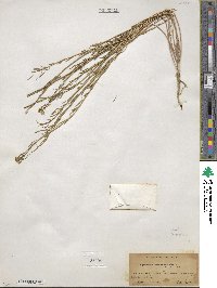 Erysimum cheiranthoides image