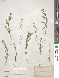 Erysimum cheiranthoides image