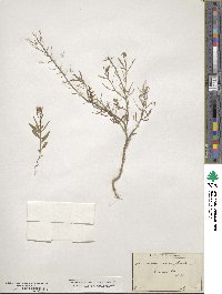 Erysimum cheiranthoides image