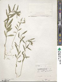 Erysimum cheiranthoides image