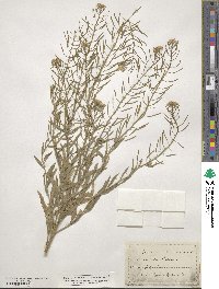 Erysimum cheiranthoides image