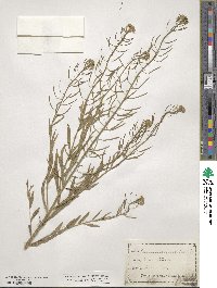 Erysimum cheiranthoides image