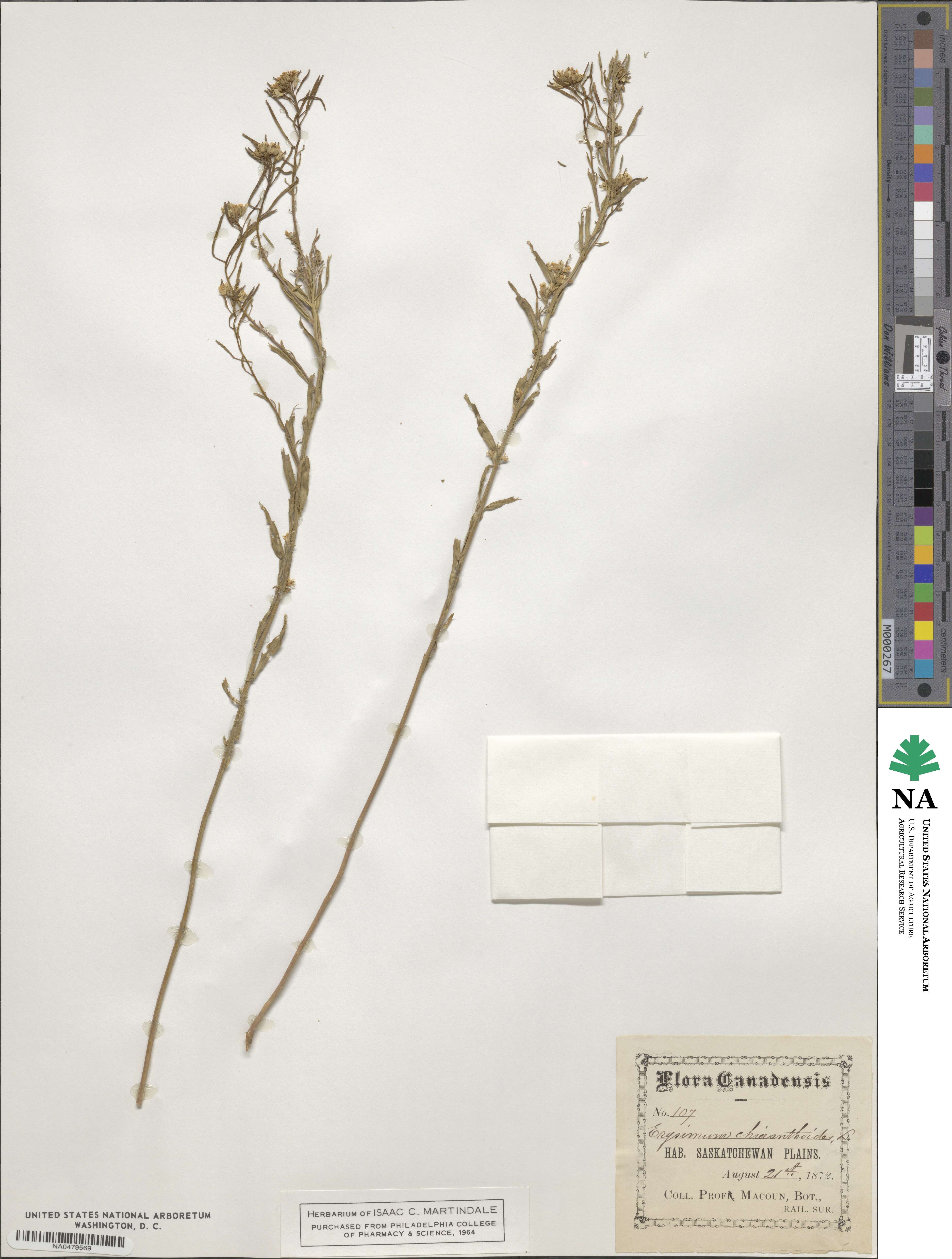 Erysimum cheiranthoides image