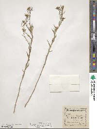 Erysimum cheiranthoides image