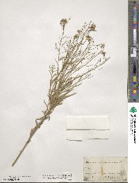 Erysimum cheiranthoides image
