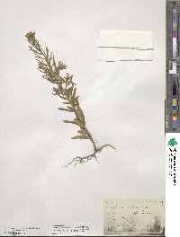 Erysimum cheiranthoides image