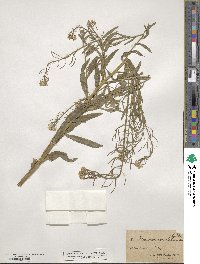 Erysimum cheiranthoides image