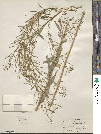Erysimum cheiranthoides image