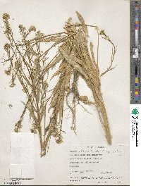 Erysimum cheiranthoides image