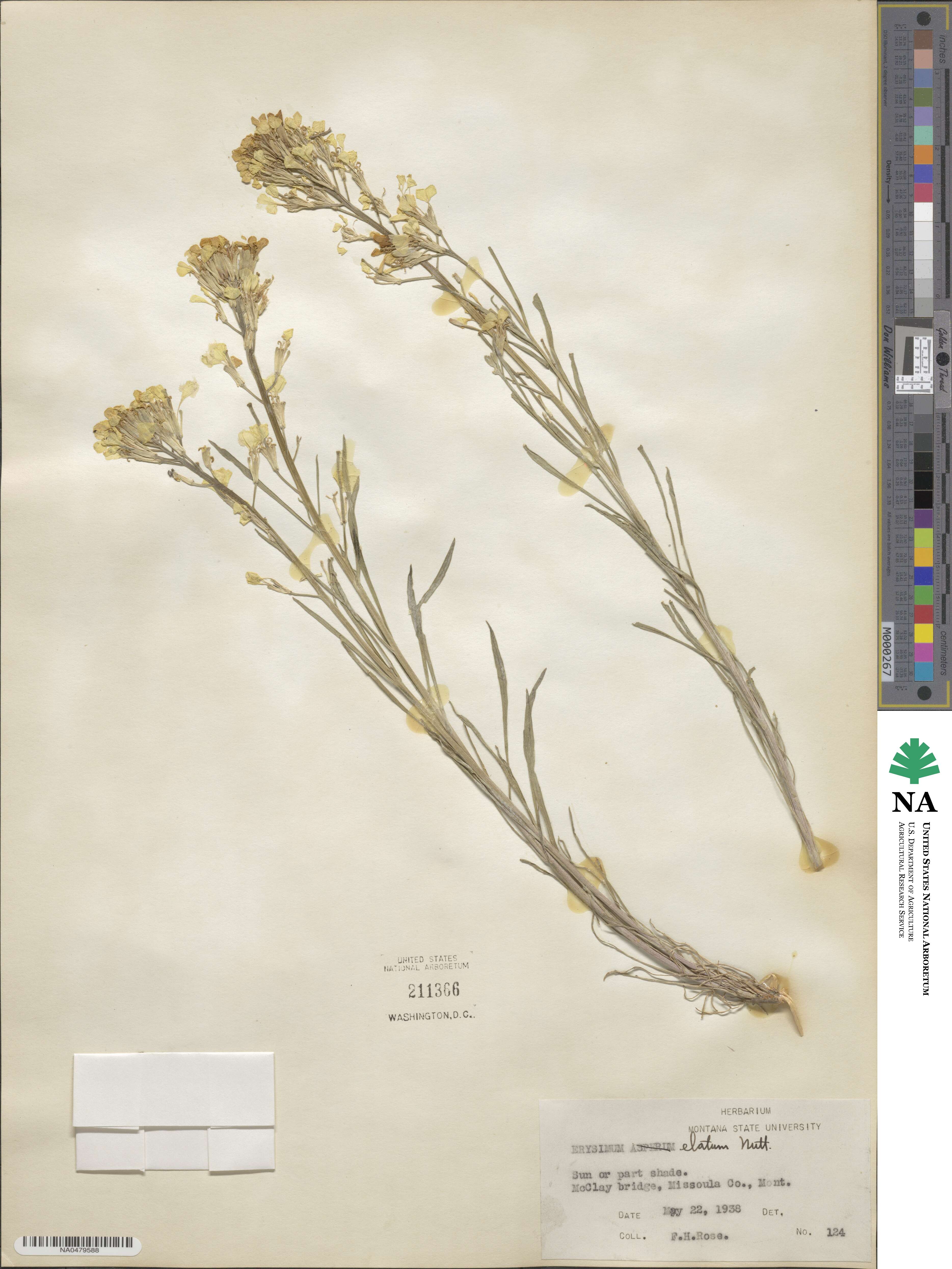 Erysimum elatum image