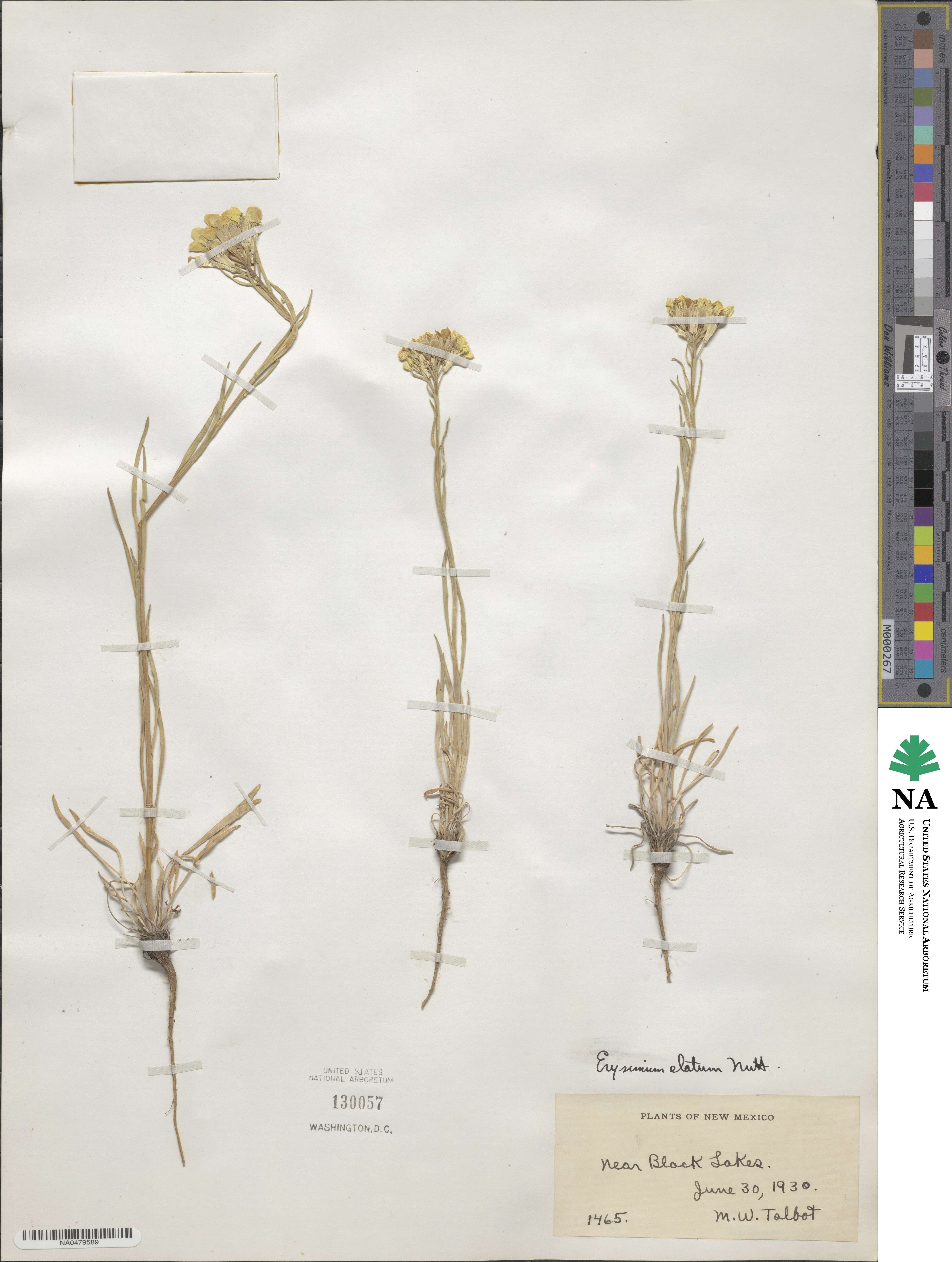 Erysimum elatum image