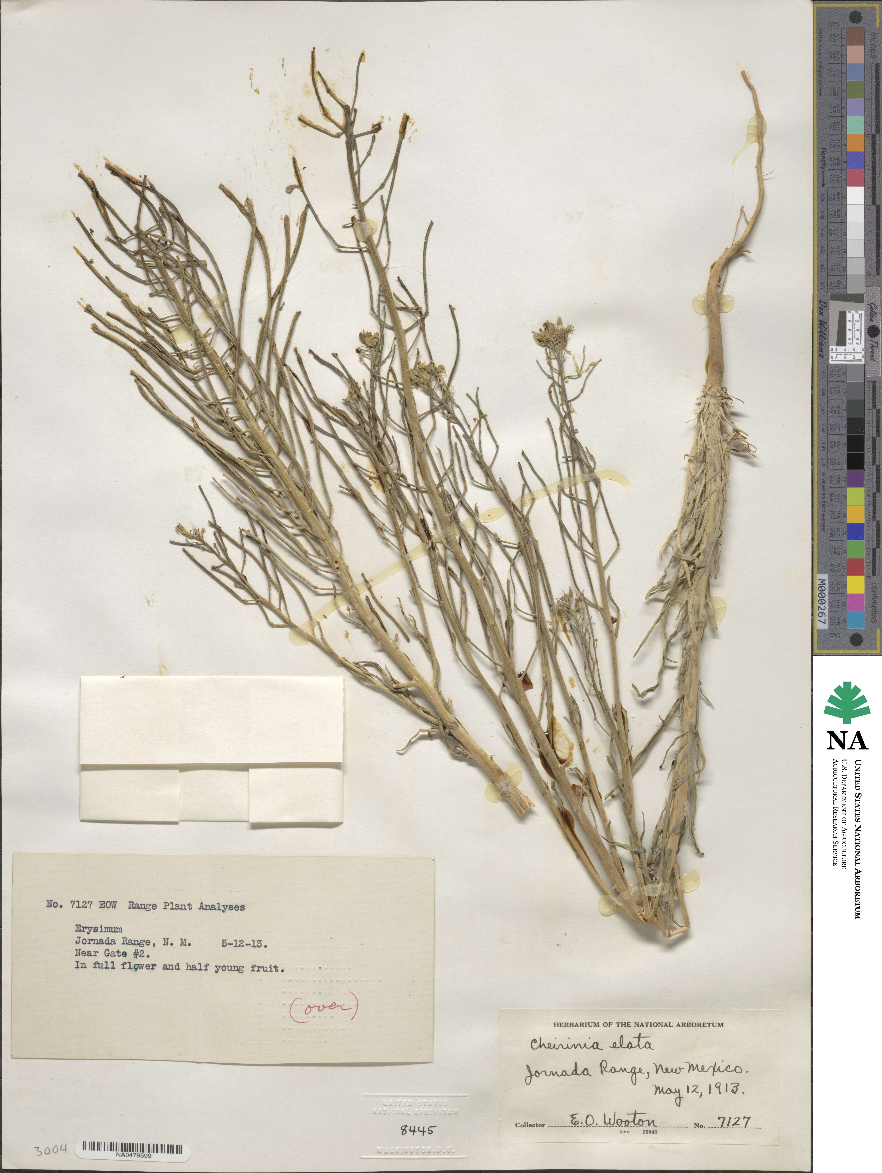 Erysimum elatum image
