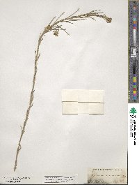 Erysimum inconspicuum image