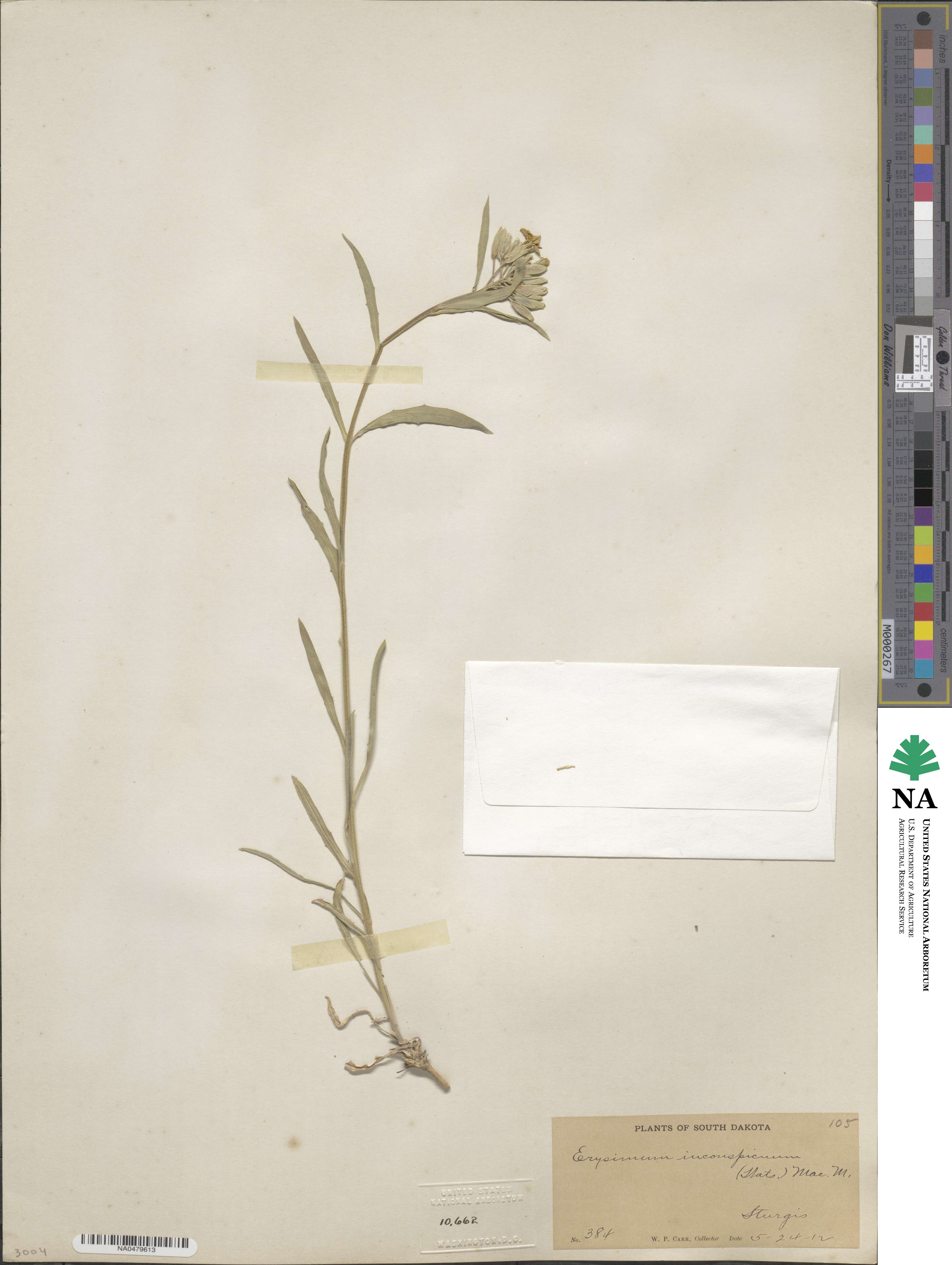 Erysimum inconspicuum image
