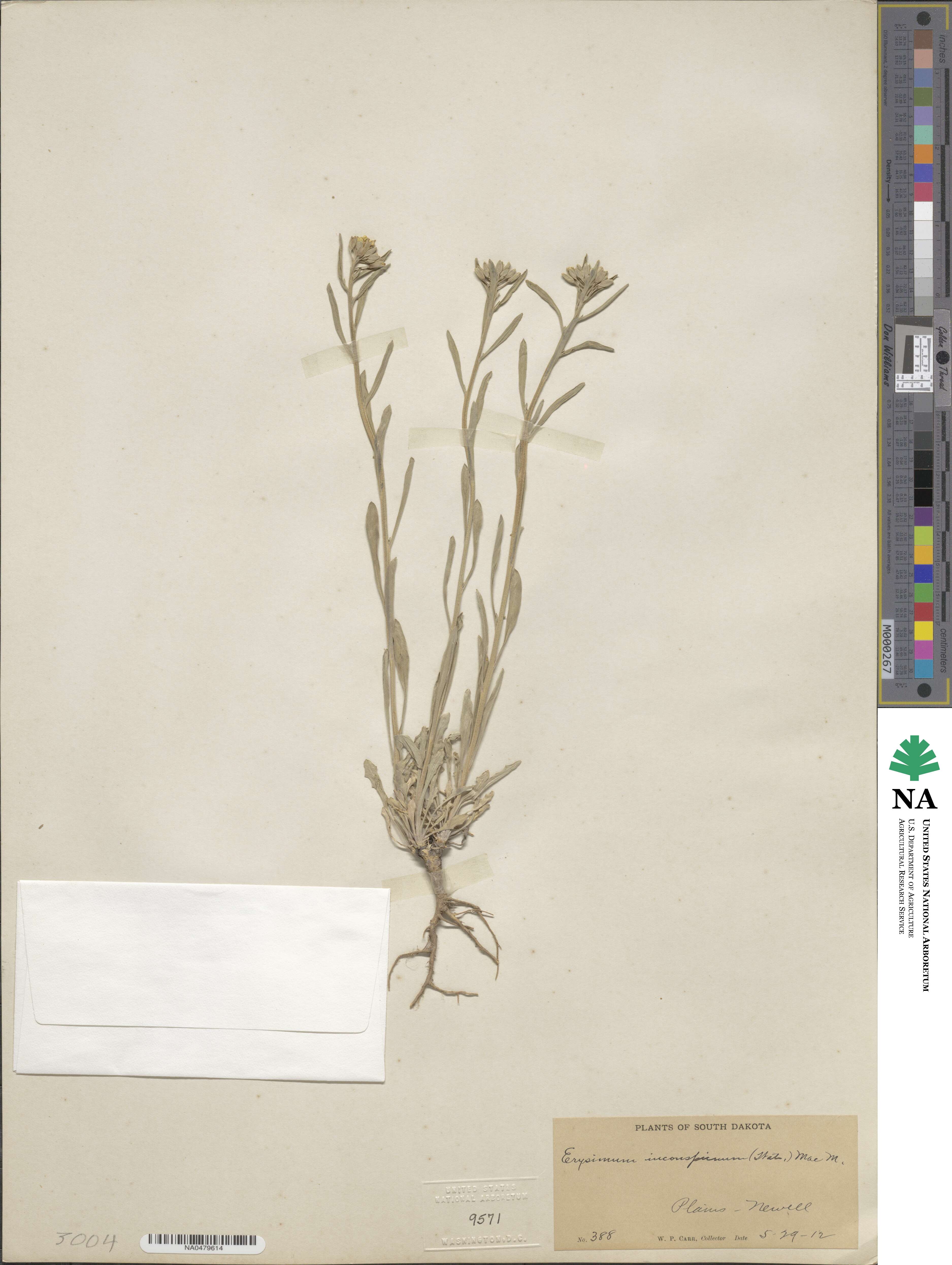 Erysimum inconspicuum image