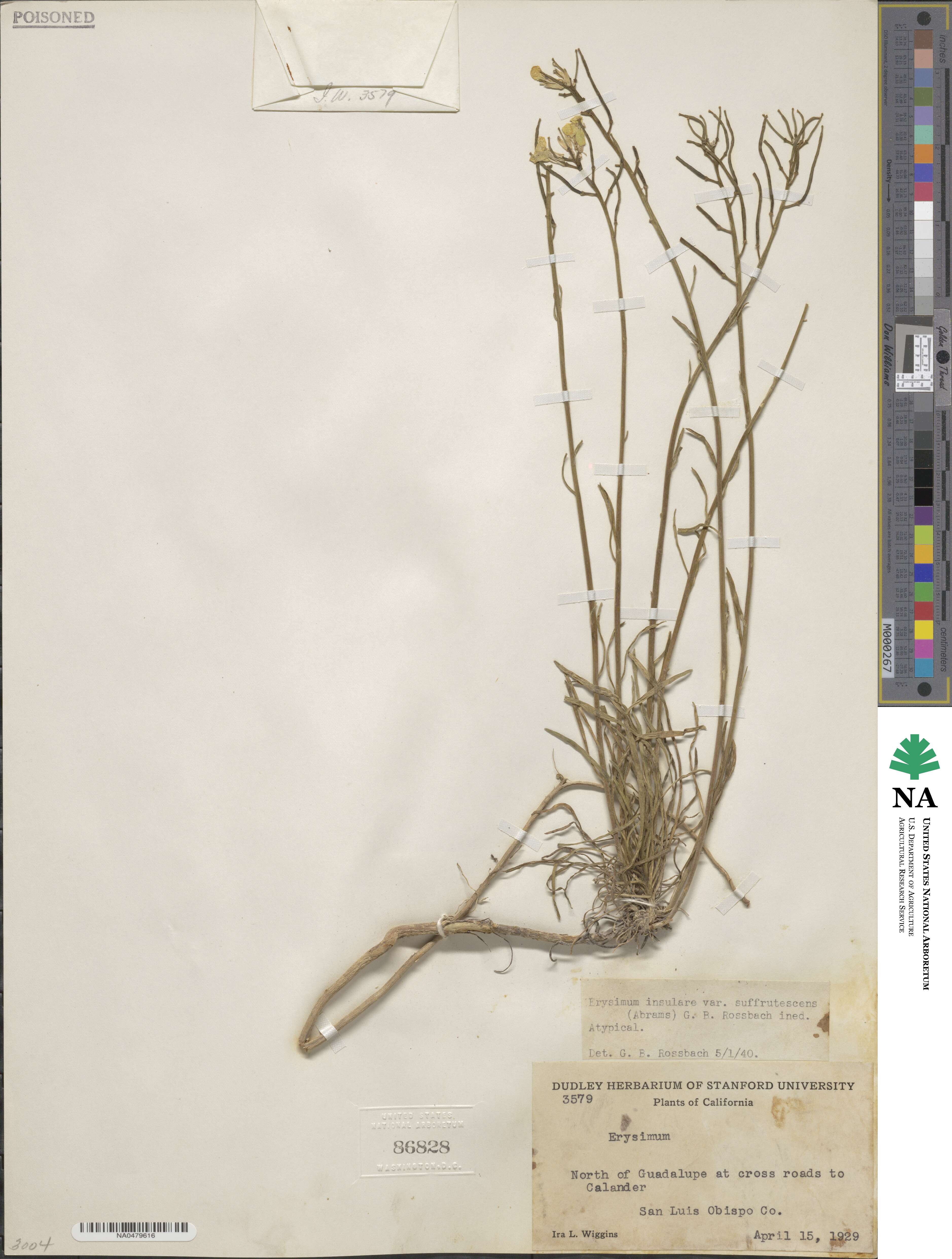 Erysimum insulare subsp. suffrutescens image