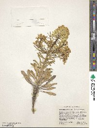 Image of Erysimum menziesii