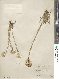 Erysimum nivale image