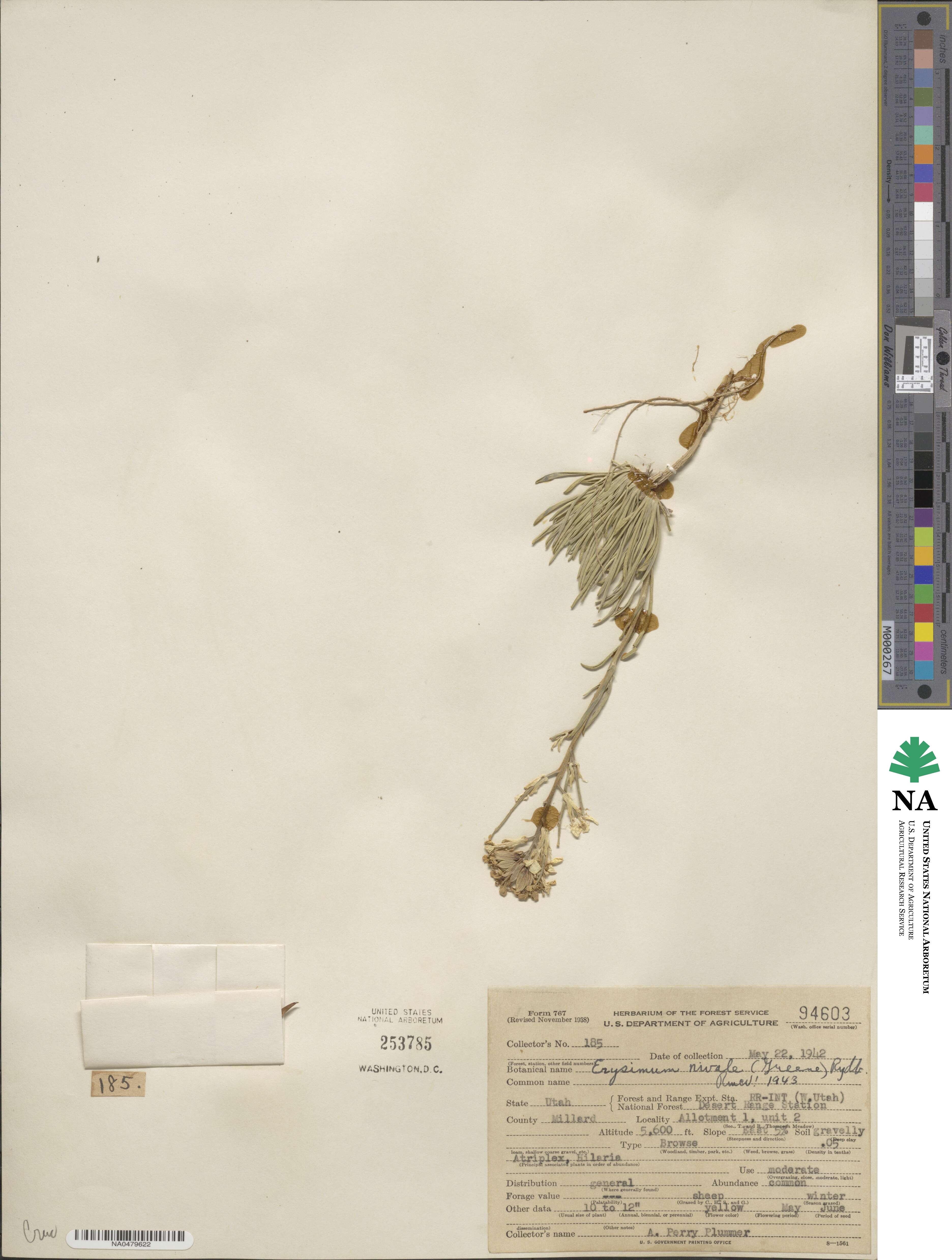 Erysimum nivale image