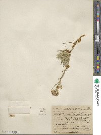 Erysimum nivale image