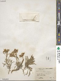 Erysimum nivale image