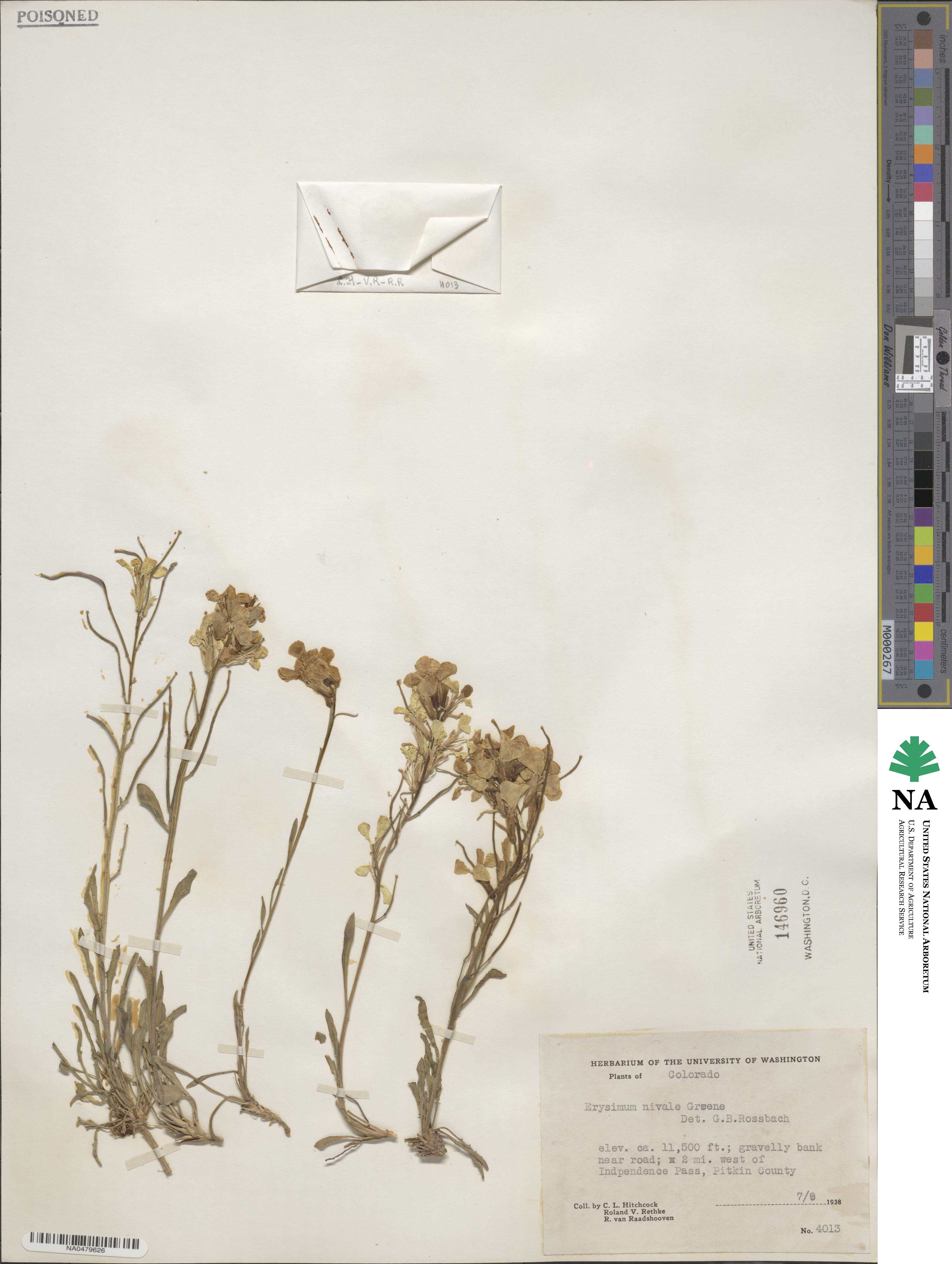 Erysimum nivale image