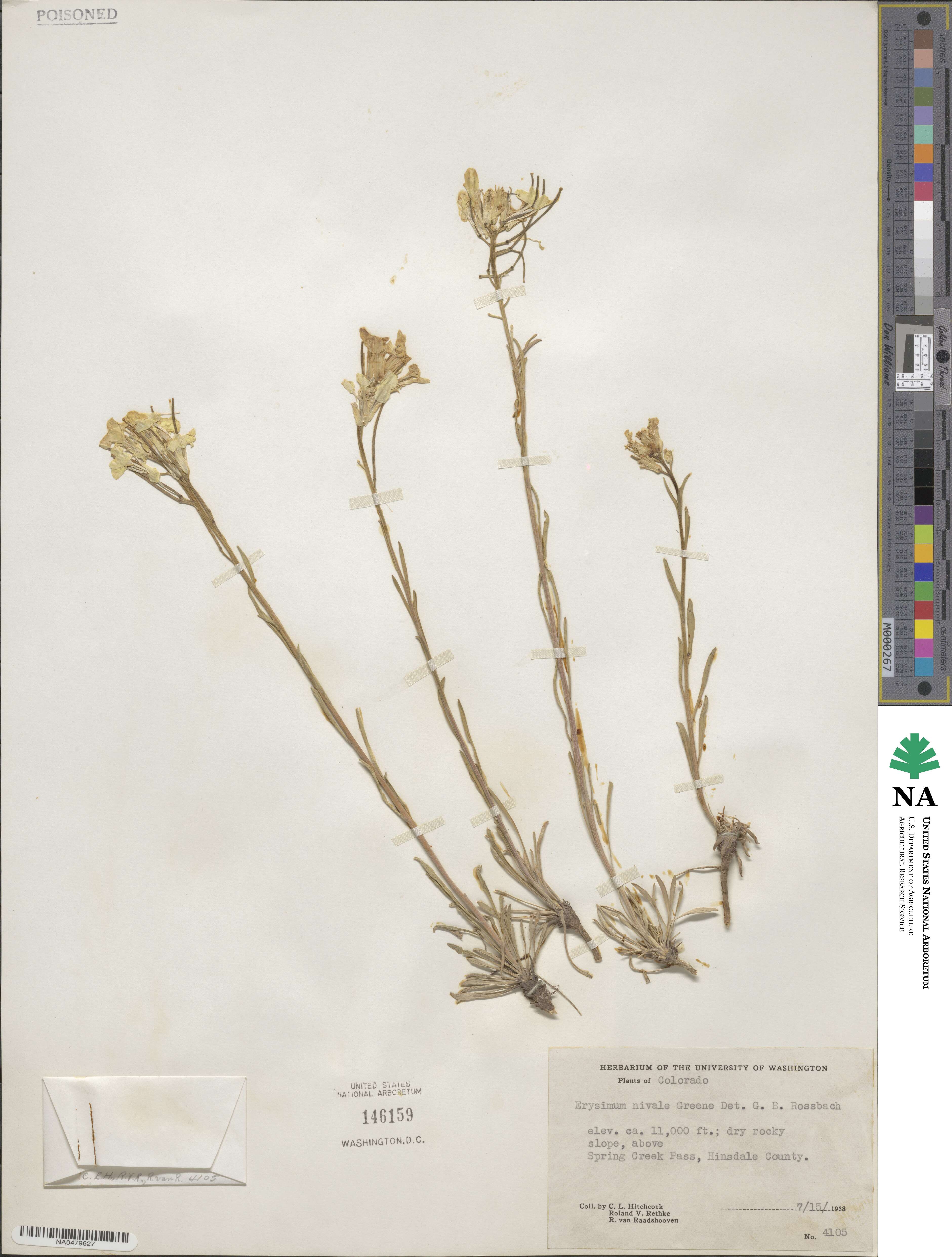 Erysimum nivale image