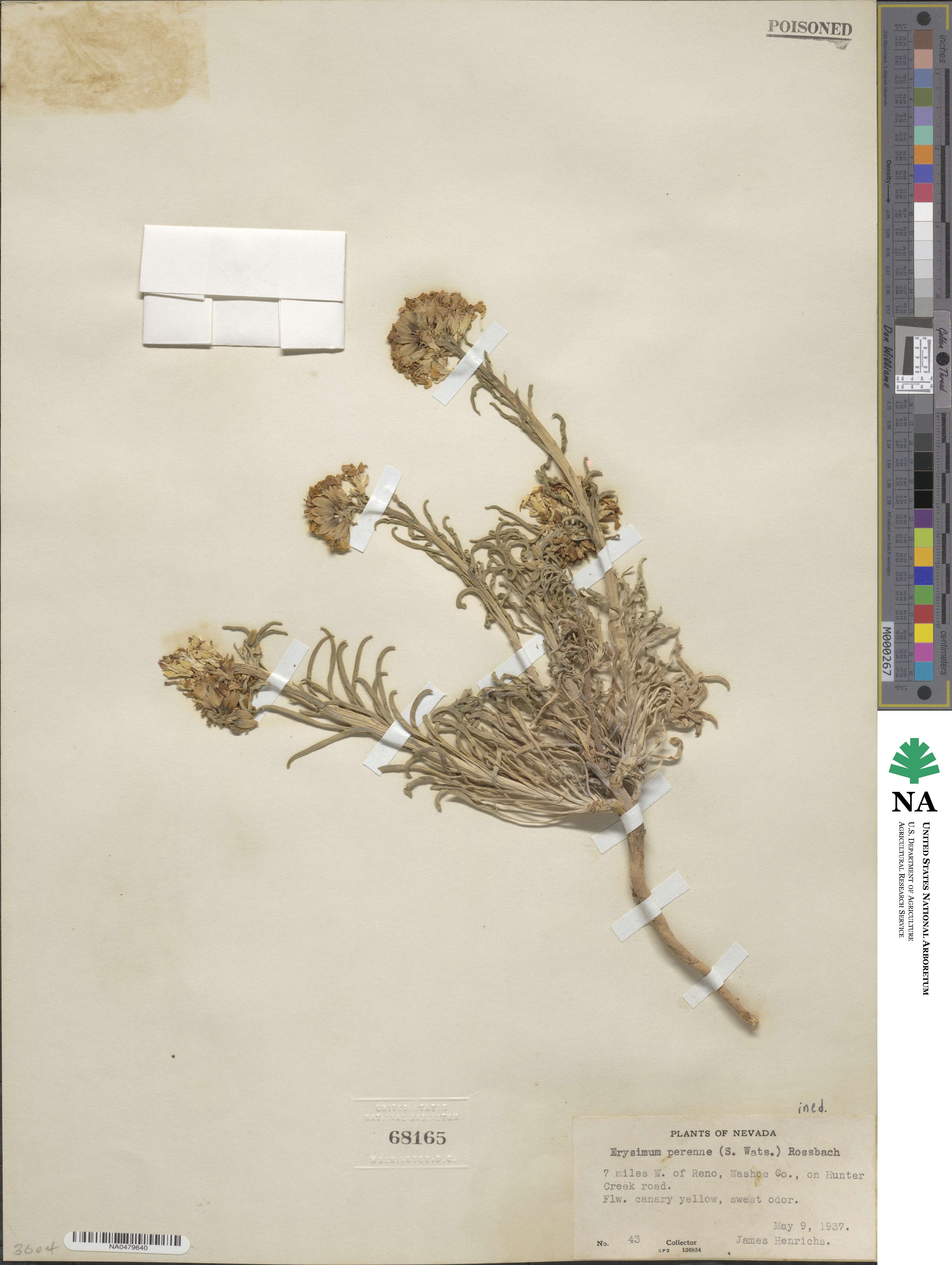 Erysimum perenne image