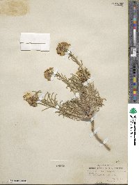 Erysimum perenne image