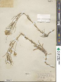 Erysimum perenne image