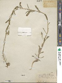 Erysimum perenne image