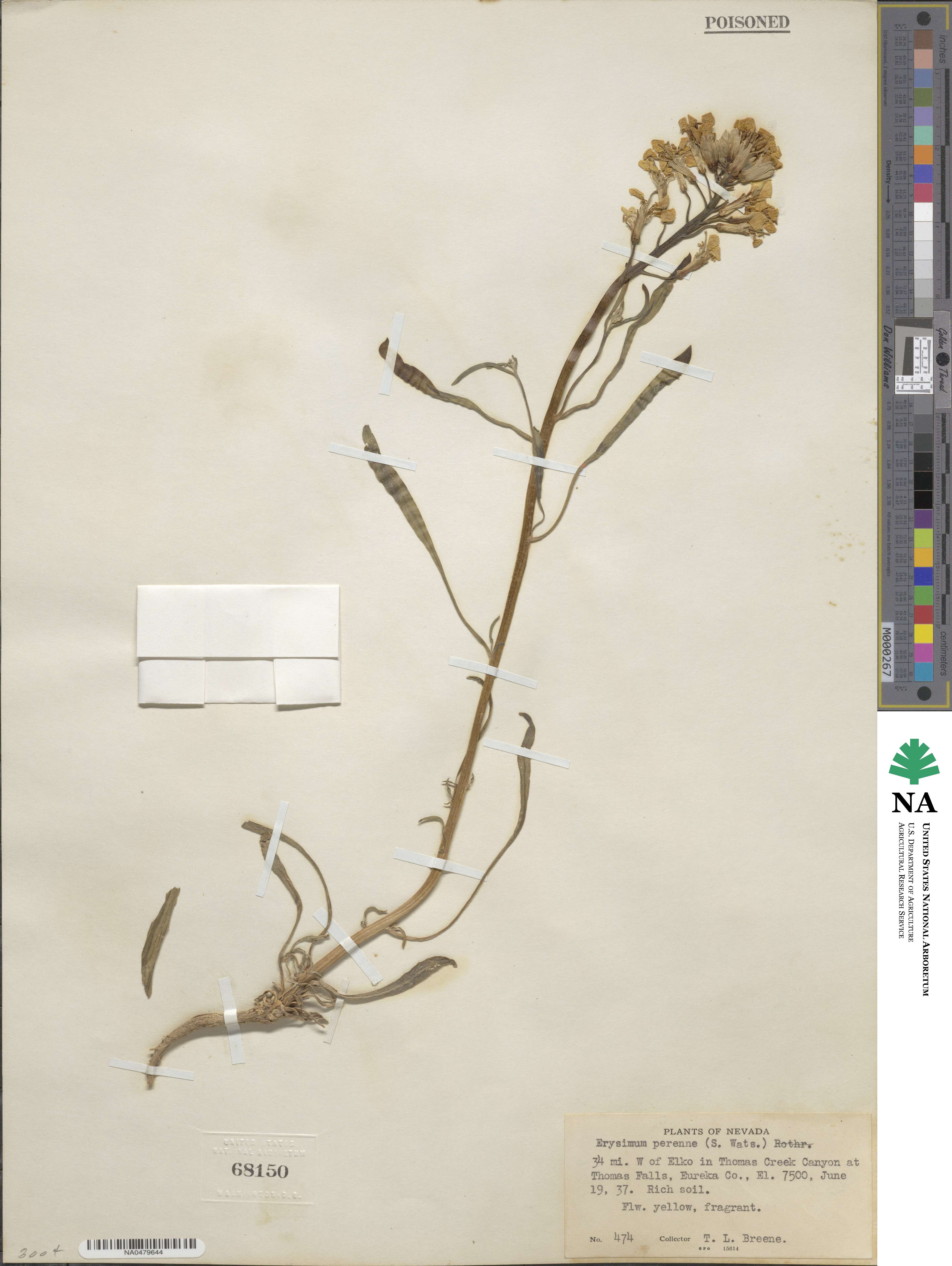 Erysimum perenne image