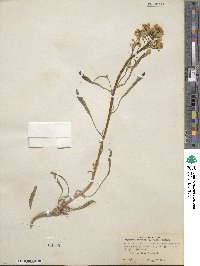 Erysimum perenne image