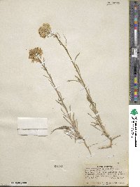 Erysimum perenne image