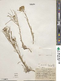 Erysimum perenne image
