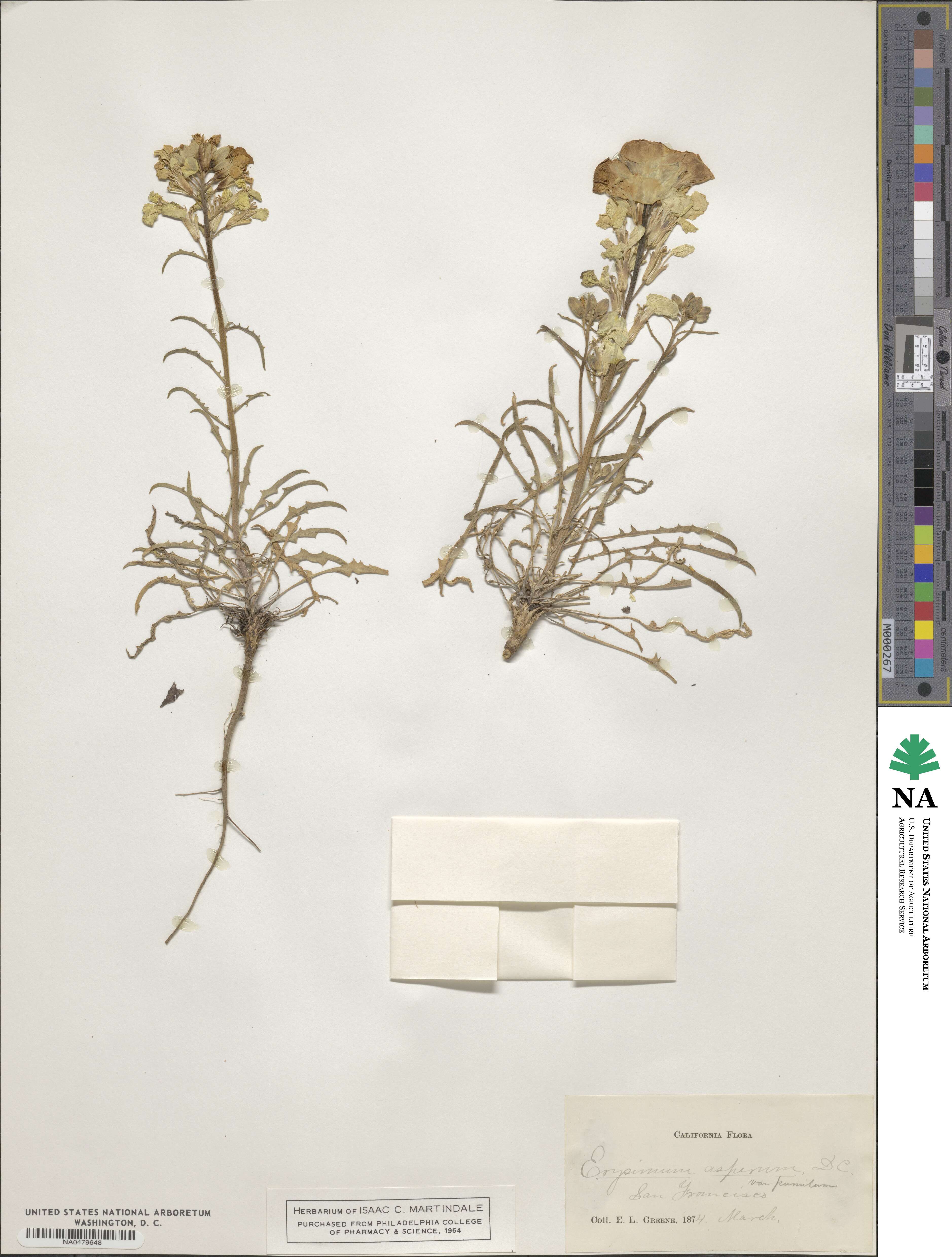 Erysimum pumilum image