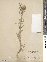 Erysimum pumilum image