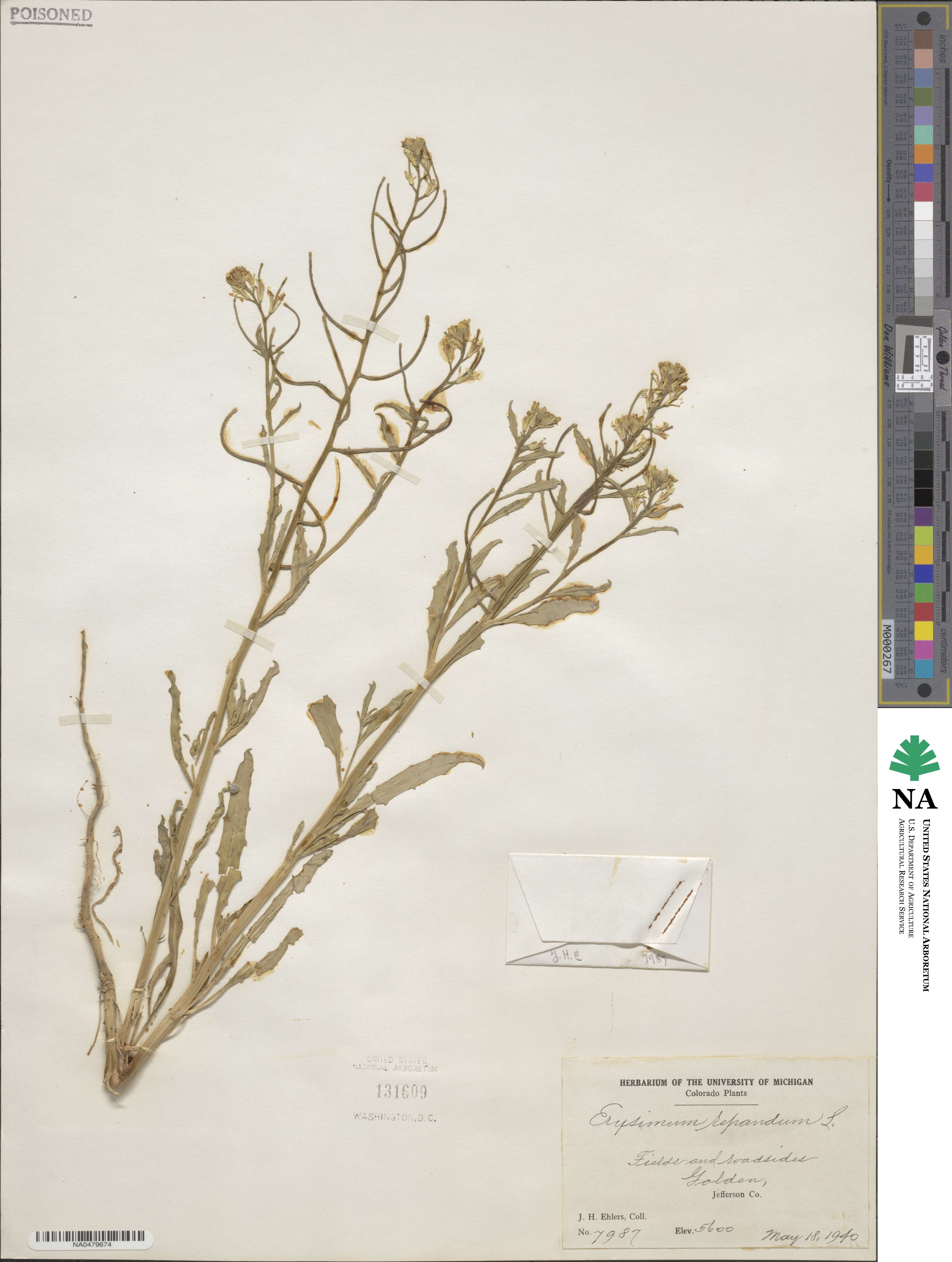 Erysimum repandum image