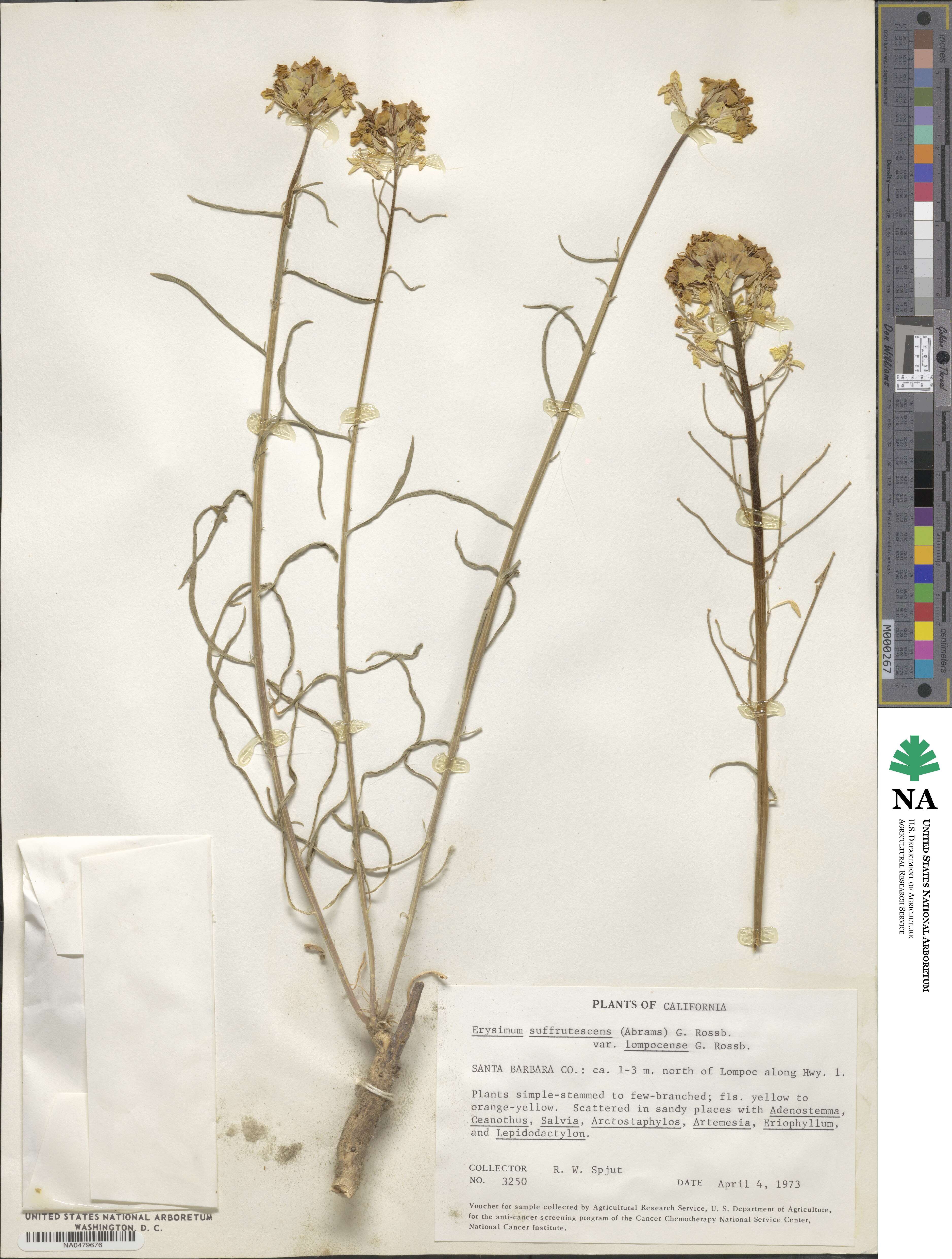 Erysimum suffrutescens var. lompocense image
