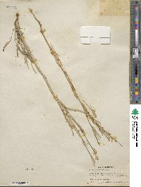 Erysimum wheeleri image