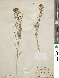 Erysimum wheeleri image